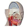 Human Anatomy Organs Model Half Body With Head