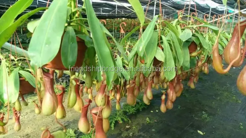 
Nepenthes sp. 