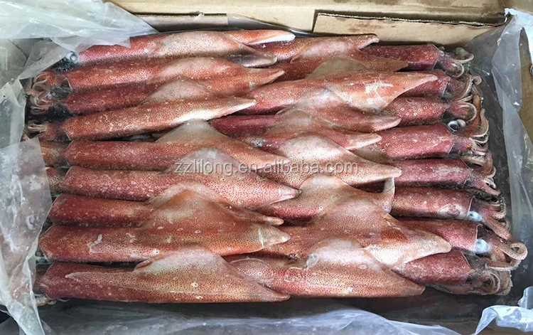 frozen loligo squid whole and tentacle tube