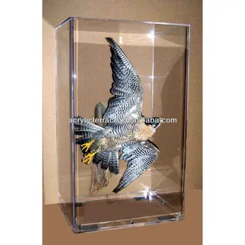 Free Standing Bird Display Case Acrylic Museum Antique Display