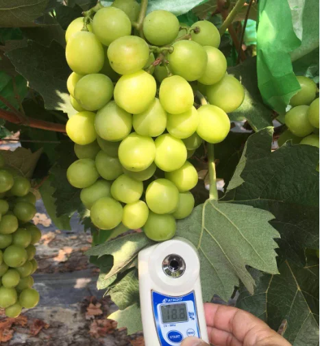 
Hot Sell Fresh Sweet shine muscat green grape 