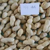 peanut in shell