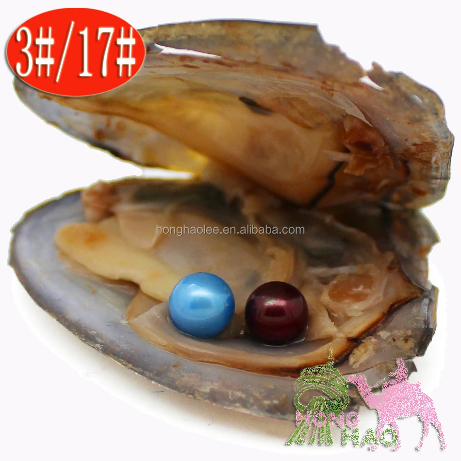 

Akoya pearl oyster with 6-7mm round natural freshwater pearl twins pearl vacuum pack 1 mysterious surprise