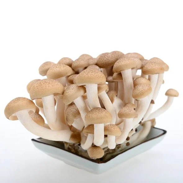 
China Factory Cultivated Mushrooms in Bottle 150/bag 6kgs/ctn Edible Umbrella Fresh Mushrooms 