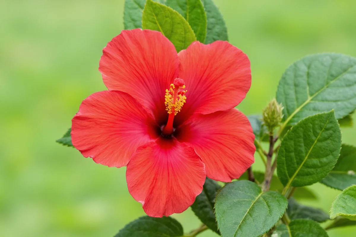 how to care for a hibiscus plant indoors