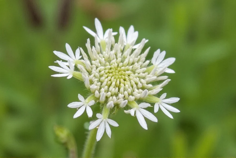 Close-up view of white prairie clover flowers showing individual blooms and visiting native bee