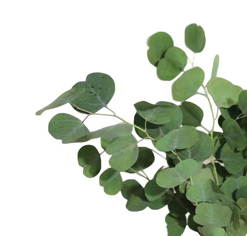 wholesale greenery dried eucalyptus leaves branch preserved