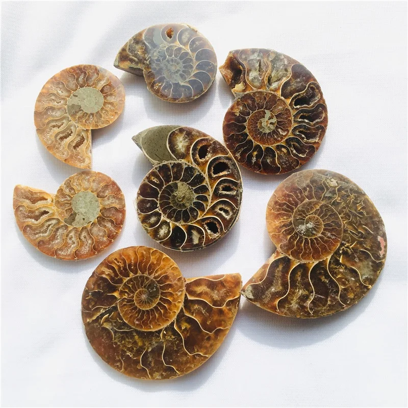 

Natural Pair Ammonite Mineral Specimen Slice Snail Conch Fossil For Decoration