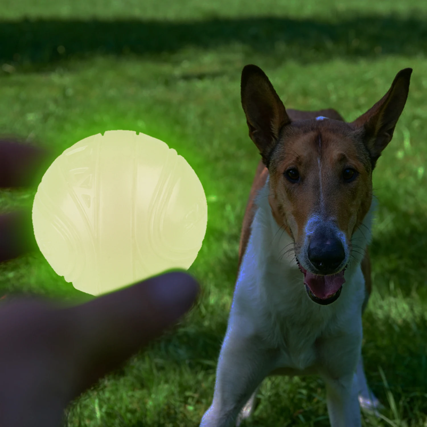 

GiGwi hunde spielzeug dog ball glow high quality light weighted dog toy