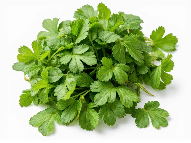 Dried Cilantro: Substitution Guide & Usage Tips