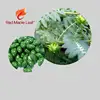 GMP Herbal Sex Power Epimedium Pubescens Maxim Capsule