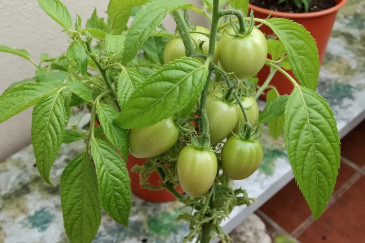 can you grow a tomato plant in a pot