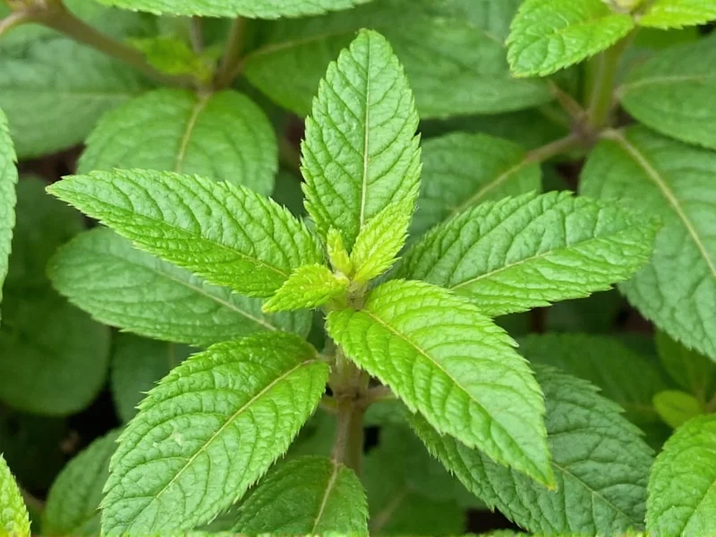 The 5 Best Oregano Varieties for Cooking and Gardening