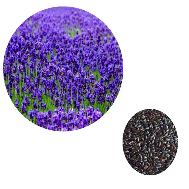 french lavender seedlings