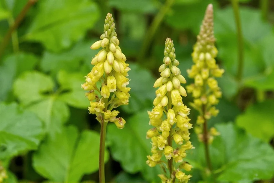 Canada Wild Ginger: Facts, Identification & Safety Guide