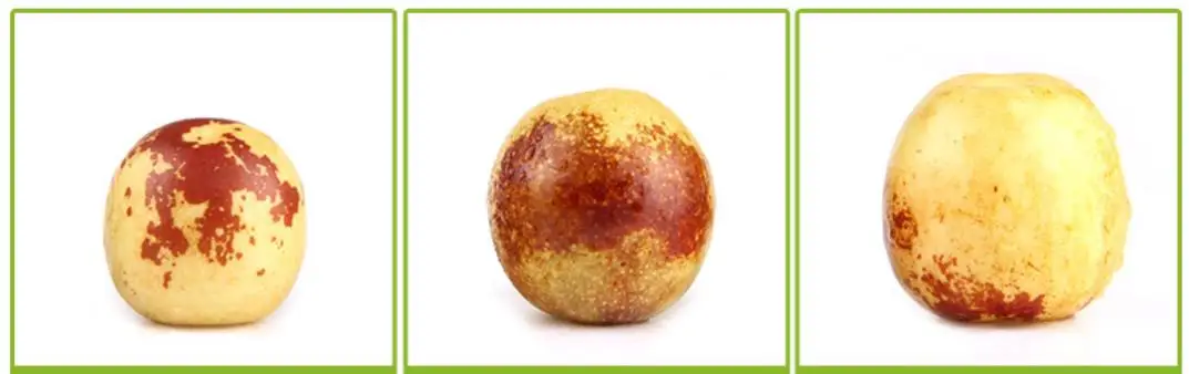 fresh jujube dates  (43)