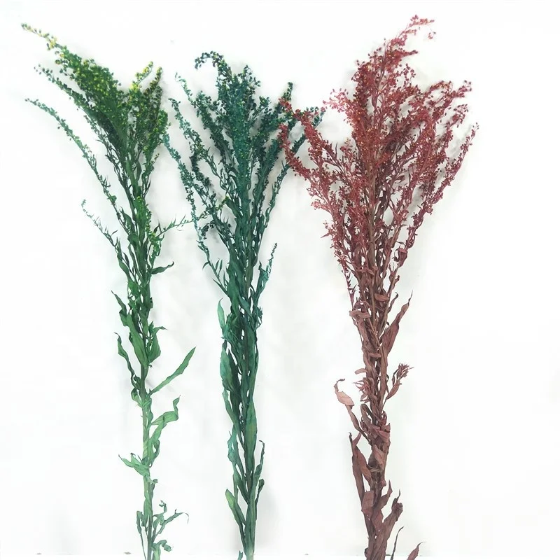 

Wholesale Preserved Artificial Natural Goldenrod Dried Flowers Bouquet Decorative Accessories Wedding Party Home Decor, Green/red/more