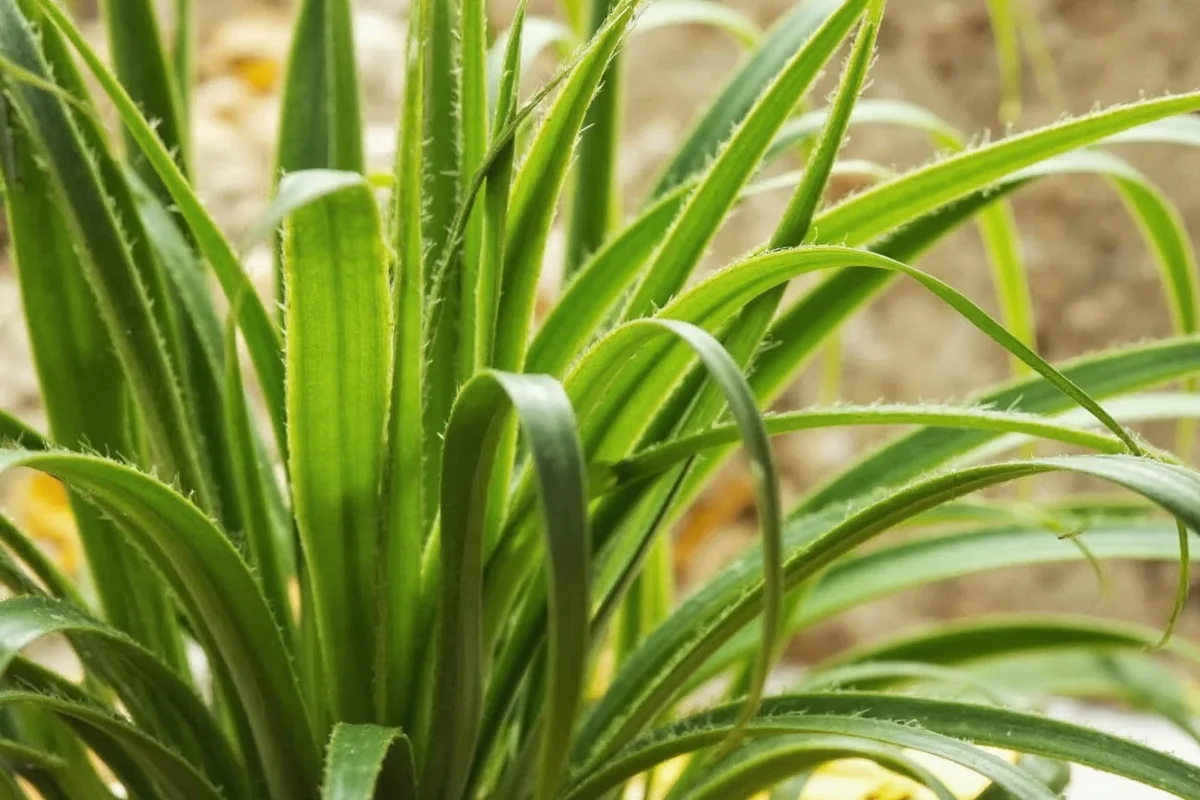 do spider plants like direct sun