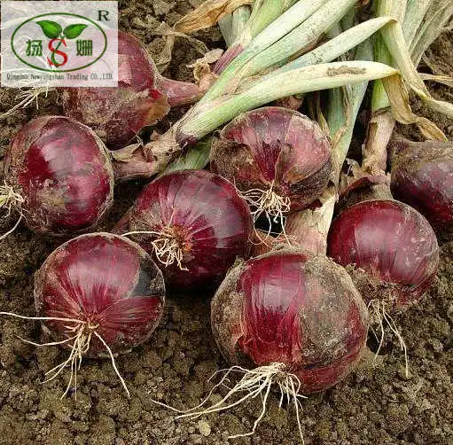 
Top quality red fresh onion for export 