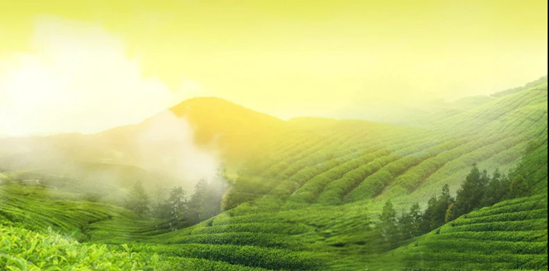 Taiping Hou Kui Green Tea/ peaceful monkey leader tea - 4uTea | 4uTea.com