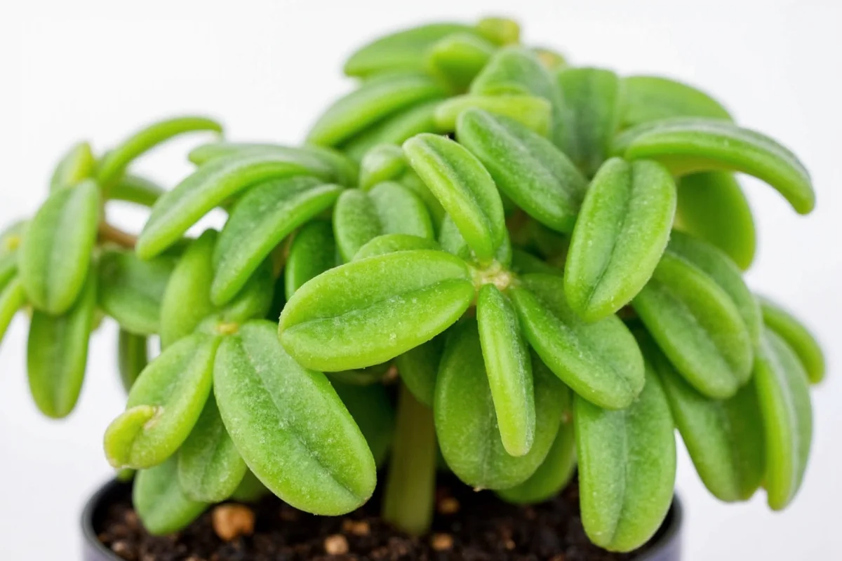 how much to water a jade plant