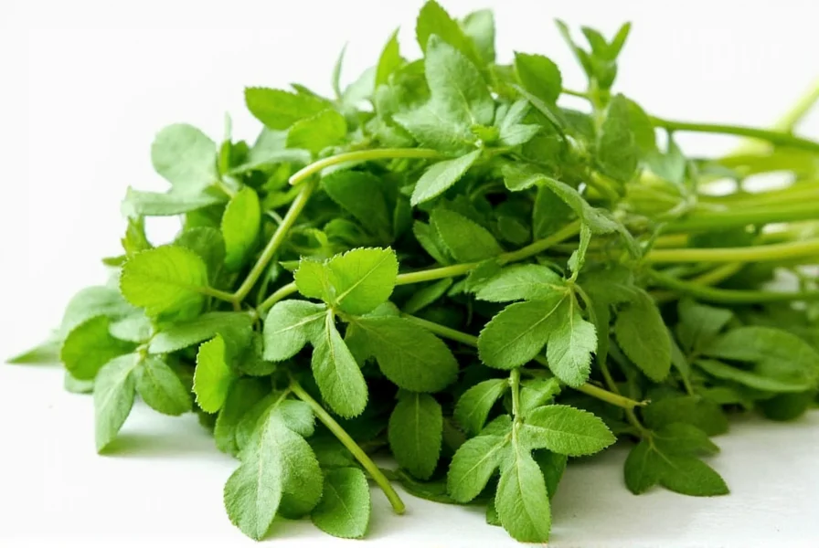 fresh fenugreek leaves