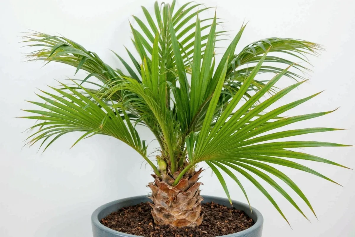 how to take care of a ponytail palm plant