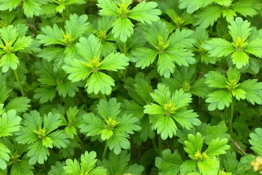 Coriander seedlings emerging from soil in garden bed