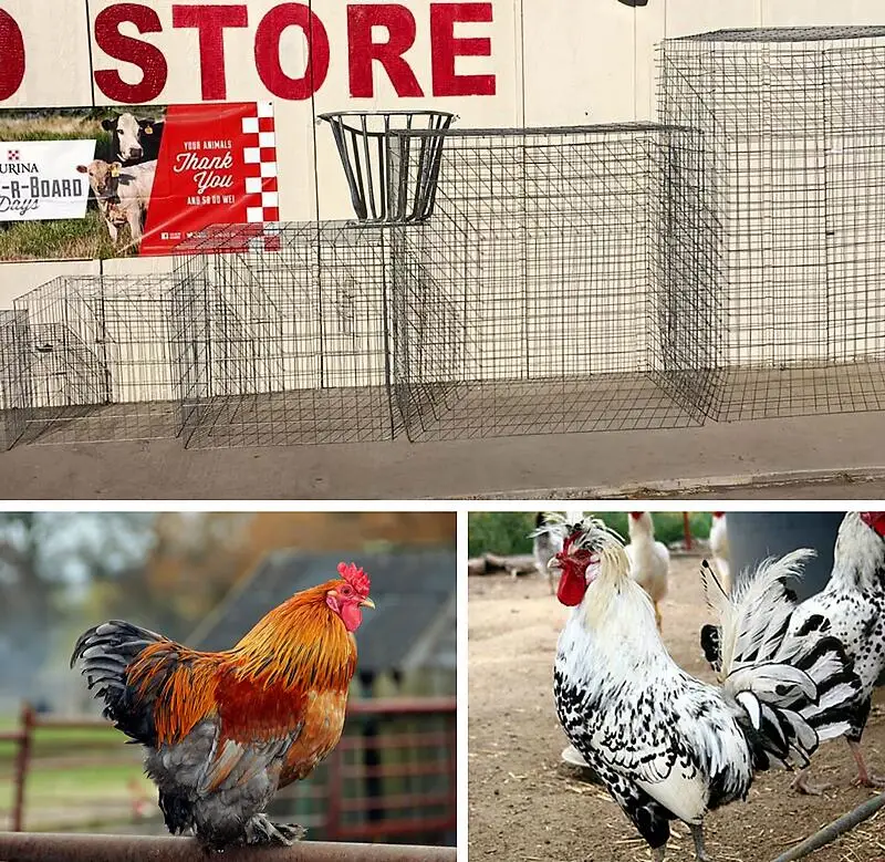 Gamefowl Cage/flying Pen/rooster Cages 5*5 *40inch Buy Rooster Cage