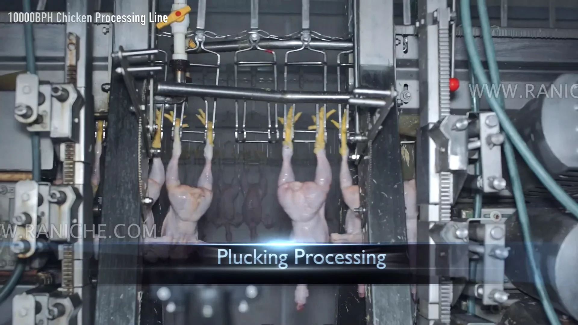 Qingdao Raniche Evisceration Poultry Chicken Abattoir For Sale Halal ...