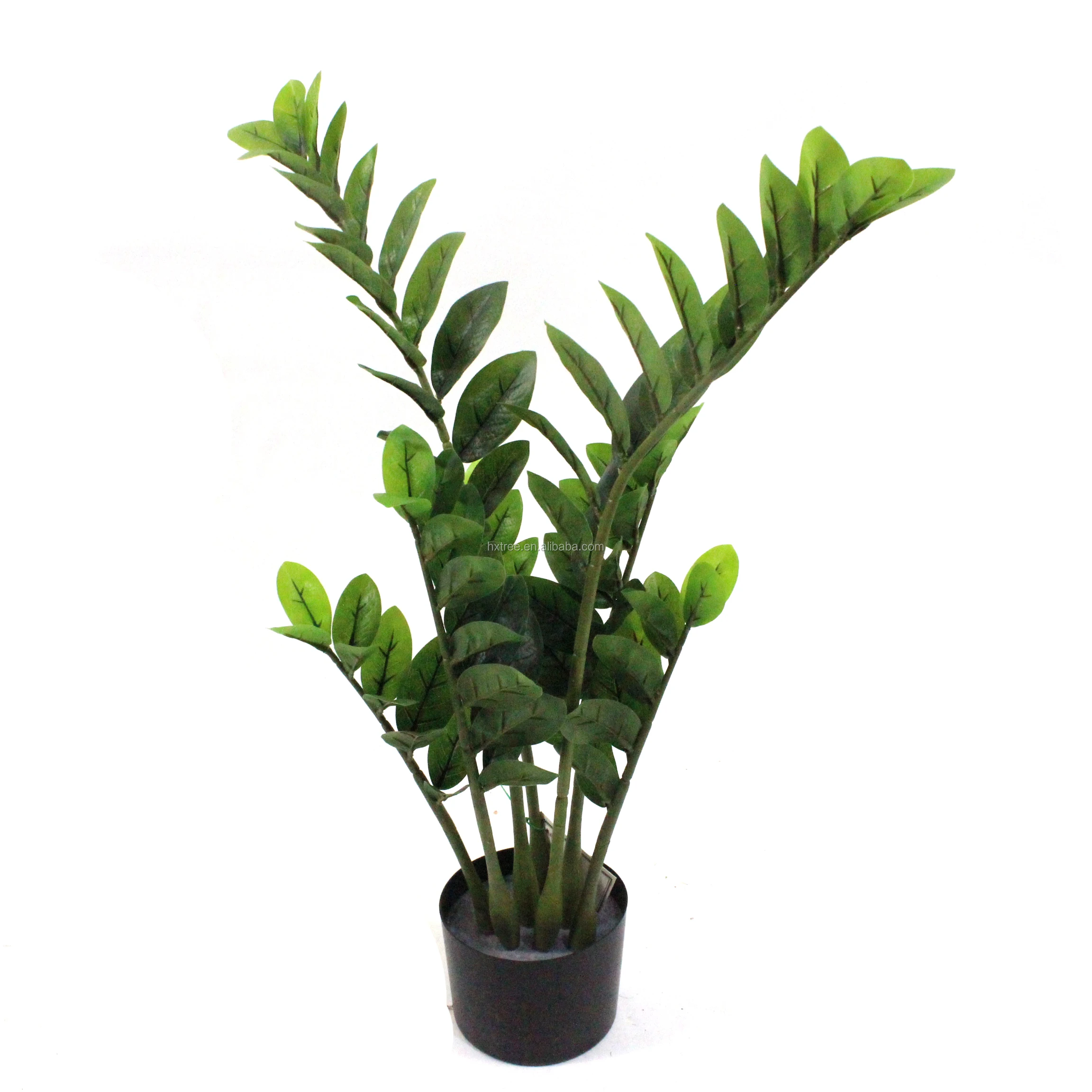 Папоротник душистый (Zamioculcas zamiifolia