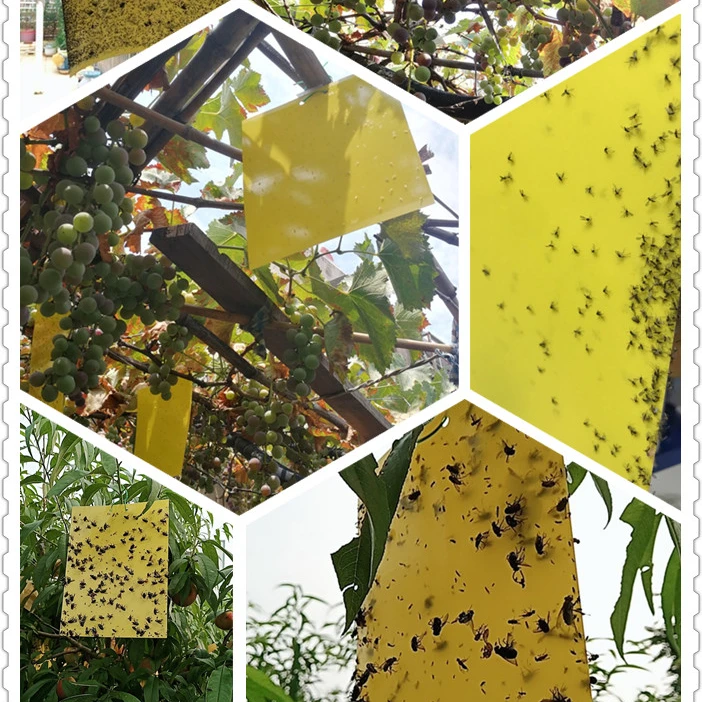 

Paper Double Yellow Insect Glue Trap, Sticky Paper Trap To Control Flying Plant Insect In Garden Yellow Insect Trap