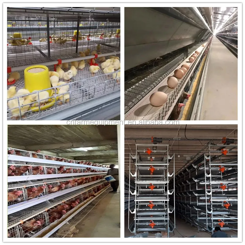 Full Set Light System for Broiler Farm 2 Floor 90m Length 12m Width ...