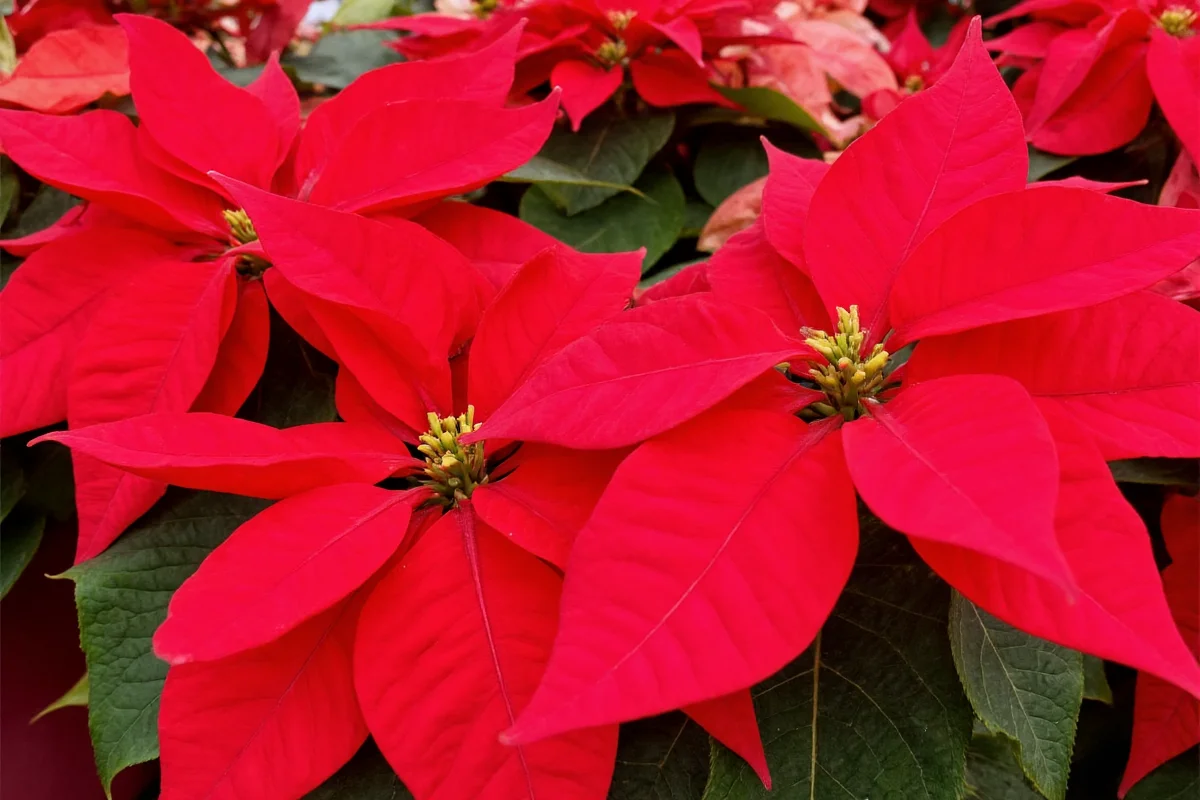 1225 poinsettia