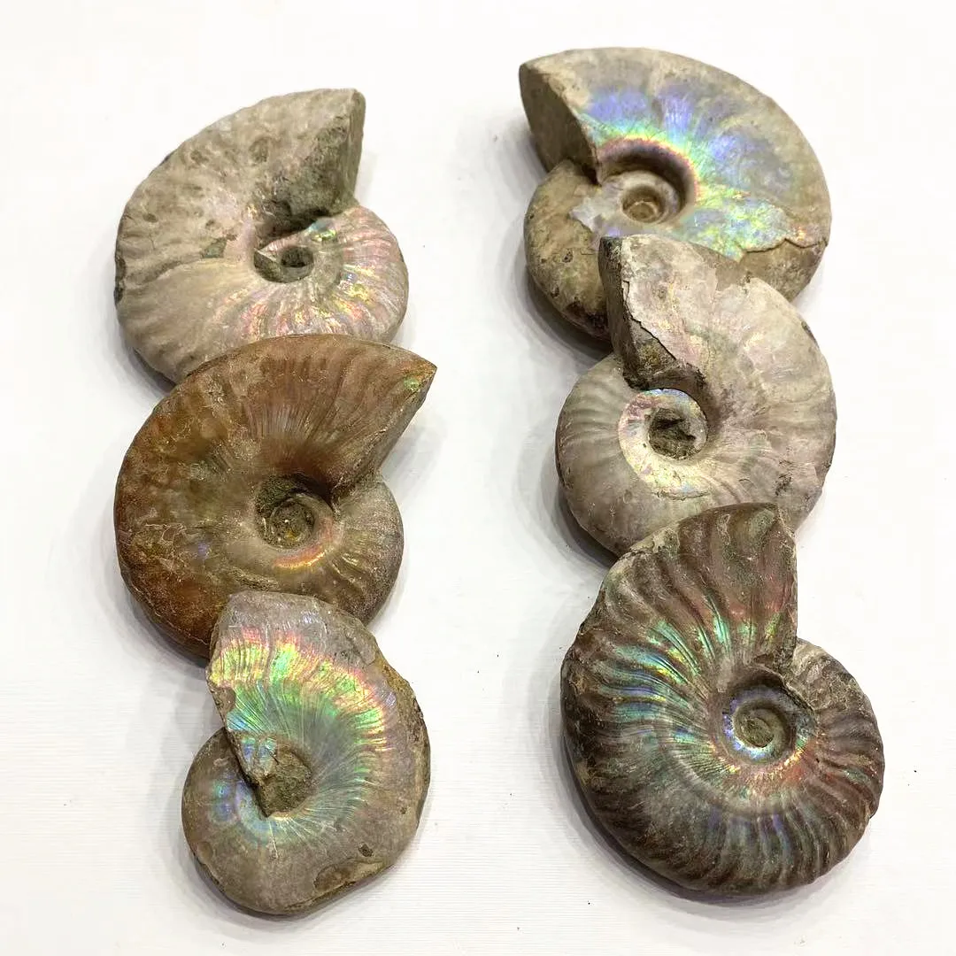 

wholesale rainbow shiny ammonite snail conch fossil for mineral specimen