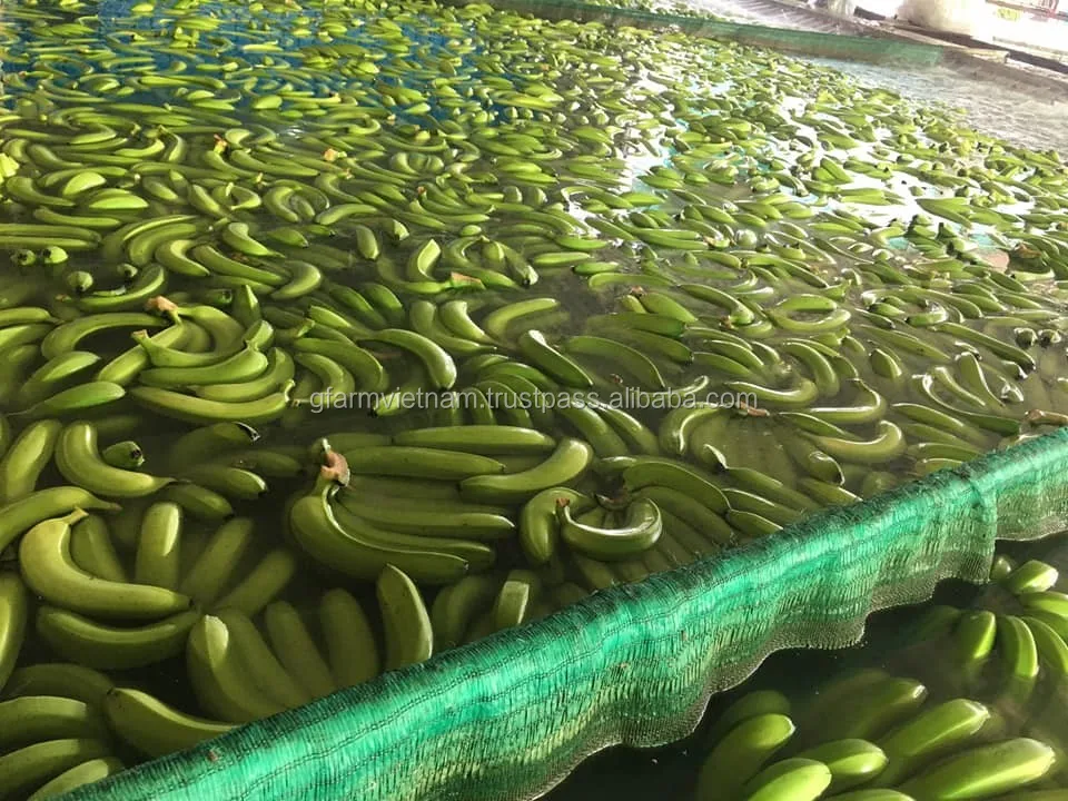 
CROP 2020 Cheap price of cavendish banana origin from Vietnam high quality 