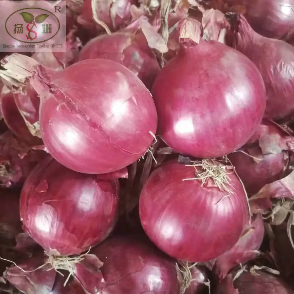 
Top quality red fresh onion for export  (62286029521)