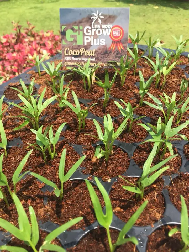 
5Kg per BLOCK 100% Natural COIR COCO PEAT Coconut Compressed Hydroponics Reusable Substrate Growing Soil Plants Grow Plus Brand 