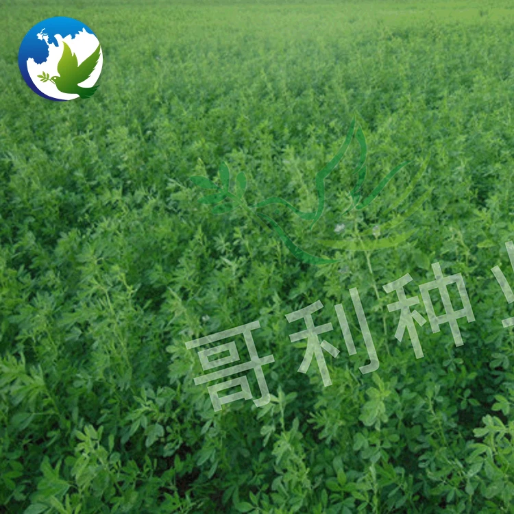 
Best Organic Alfalfa Pasture Seed Fodder Grass Seeds Medicago Sativa Lucerne Alfalfa Seeds 