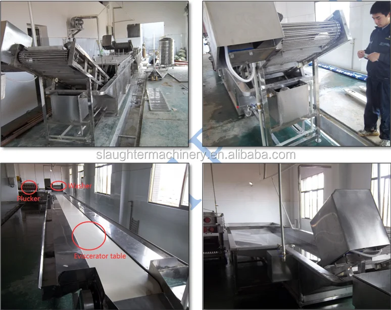 Factory Price Quail Pigeon Automatic Processing Line Equipment