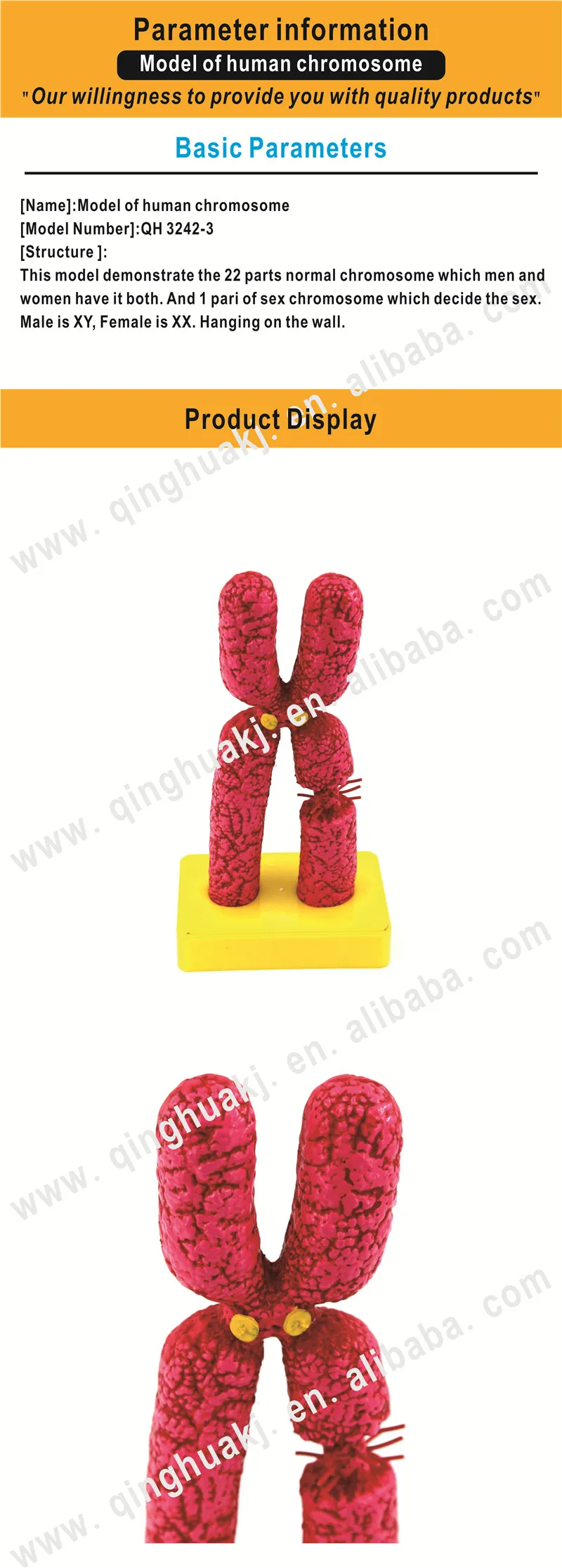 Human Chromosome Model