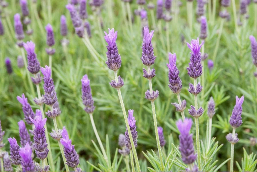 Lavender field