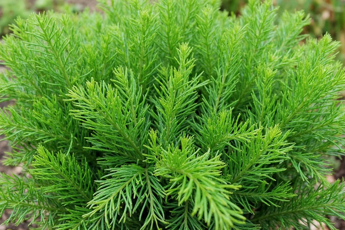 how to care for dill plants