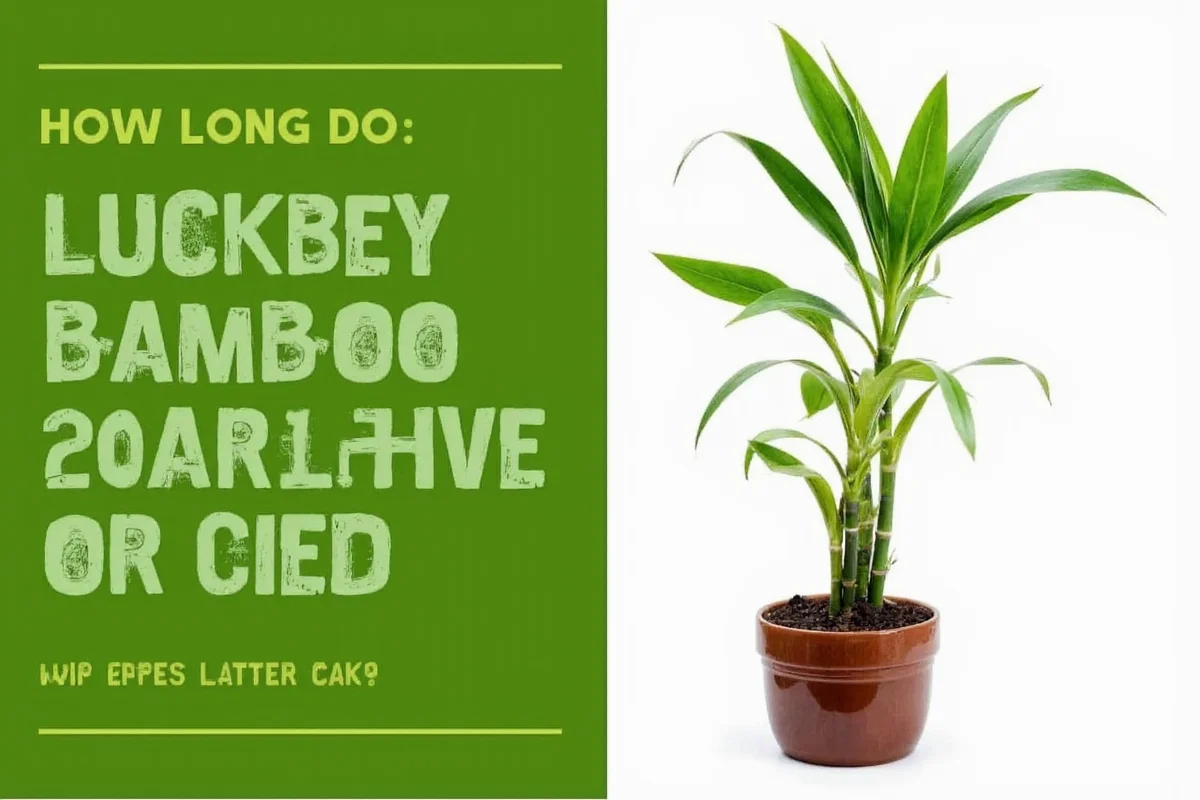 how long do lucky bamboo plants live