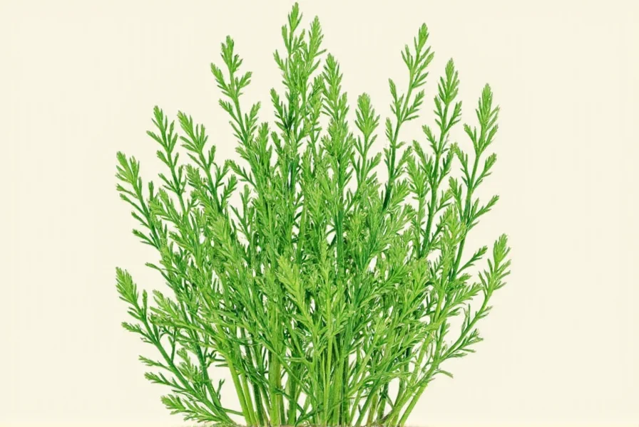 Dill Tea Benefits