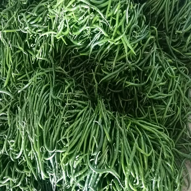 
Factory Plant supplier Hot Red Green Red Fresh Chilli in Frozen 
