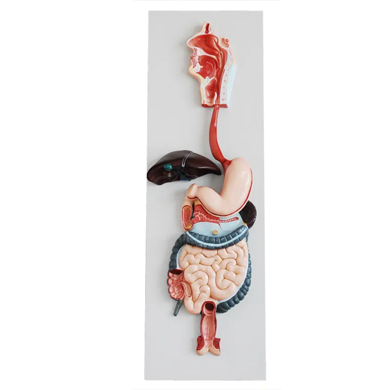 超轻粘土制作人体器官图片