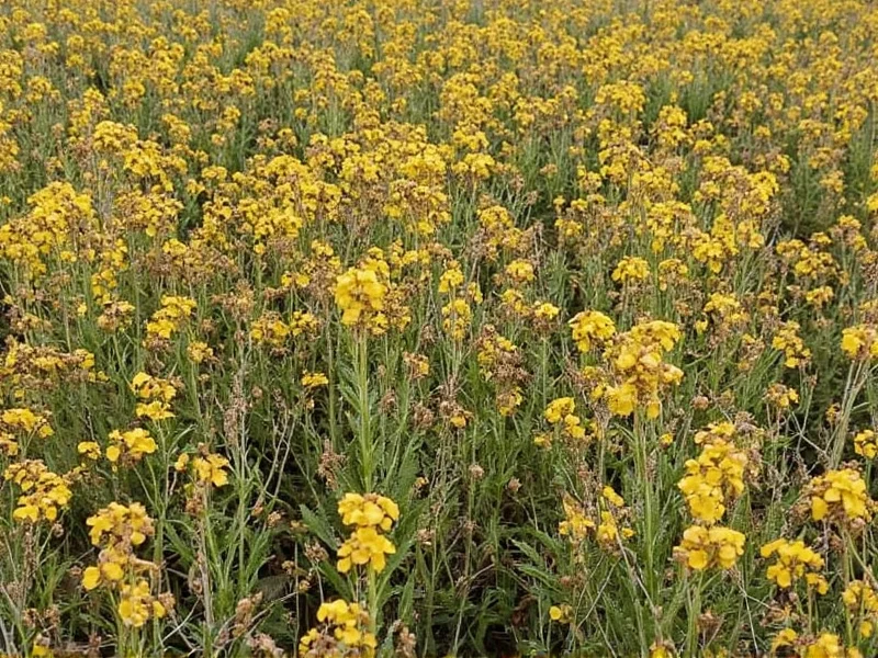 Once Upon a Thyme: Culinary Phrase Meaning & Herb Guide