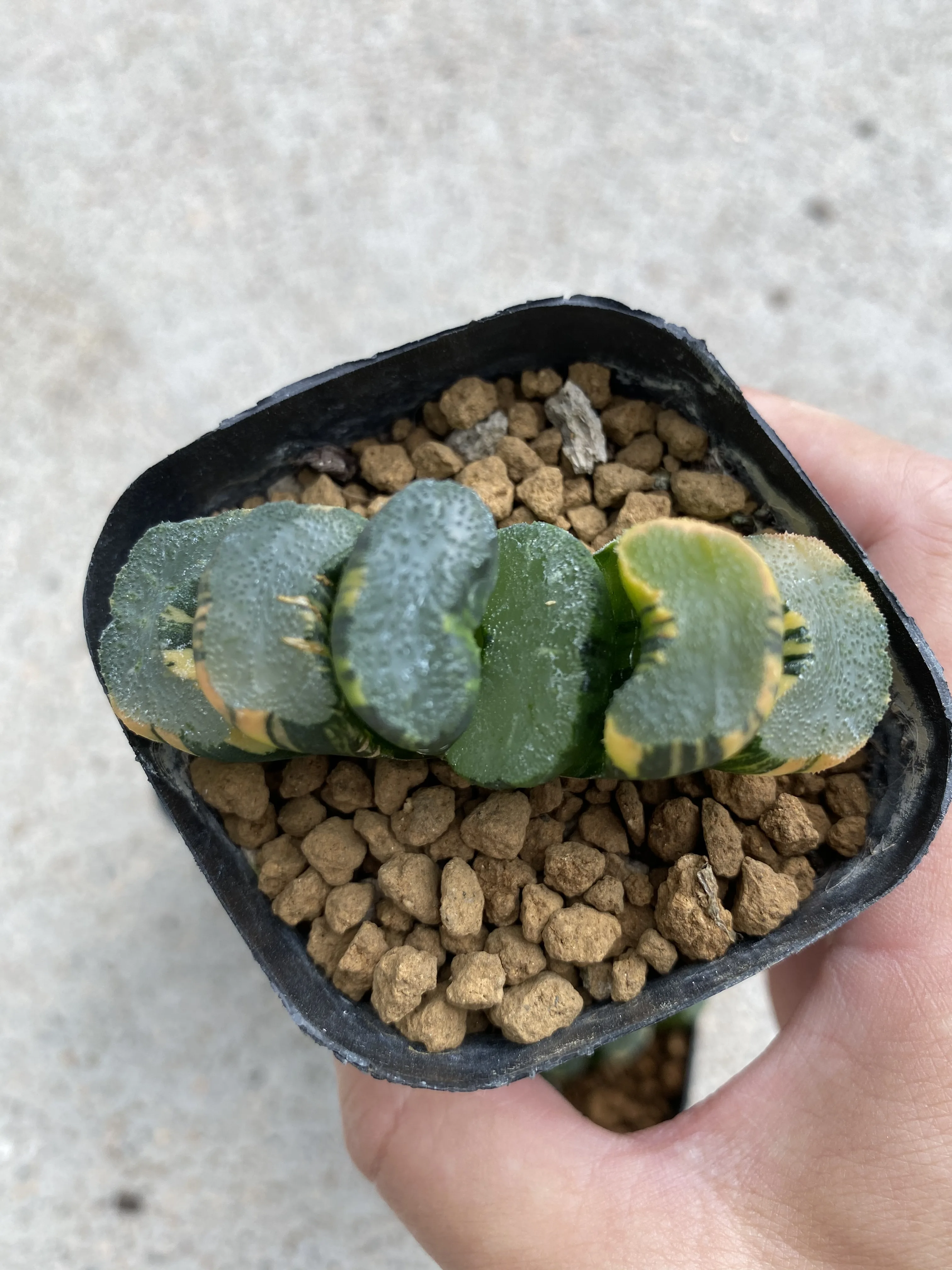 
Wholesale Succulent The Hotel Haworthia Truncata Variegata Beizai 