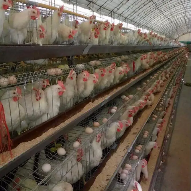 broiler chicken cage.jpg